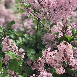 Meet your Posher, Sunny